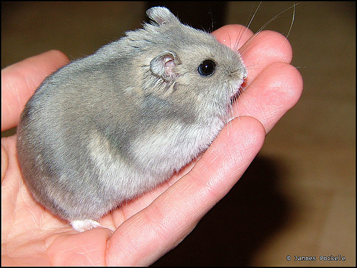 hamster.jpg