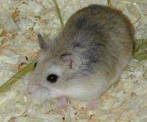 roborovsky.jpg